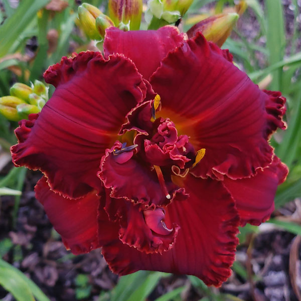 the Lily Auction - The Fun Daylily Marketplace