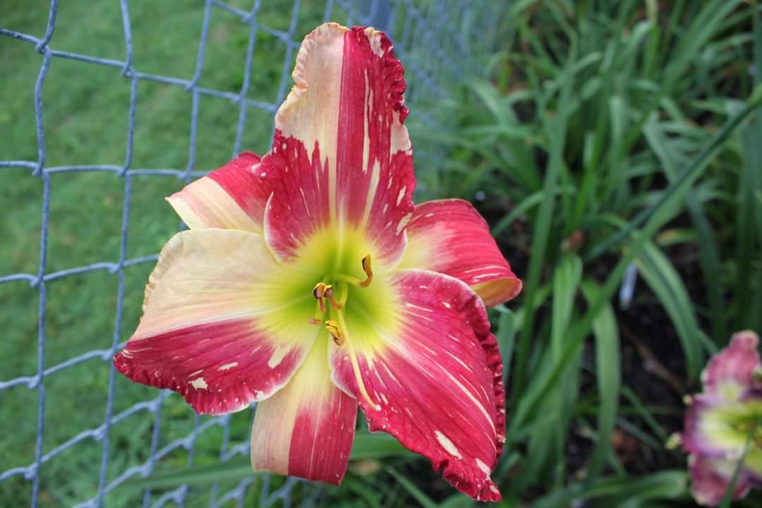 Lilyページ the Lily Auction - The Fun Daylily Marketplace