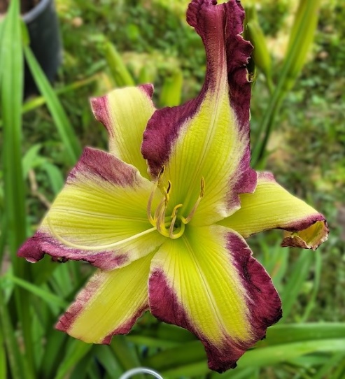 Lilyページ the Lily Auction - The Fun Daylily Marketplace