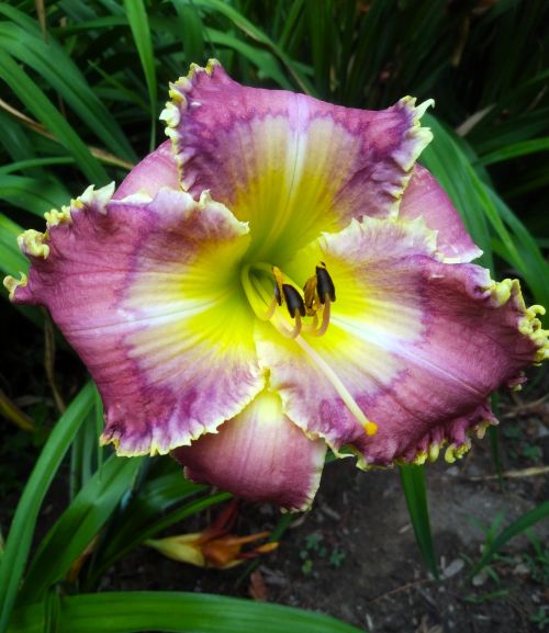 the Lily Auction - The Fun Daylily Marketplace