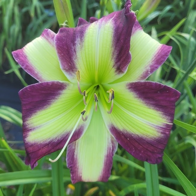 the Lily Auction - The Fun Daylily Marketplace