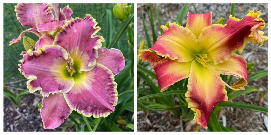 the Lily Auction - The Fun Daylily Marketplace