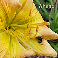 the Lily Auction - The Fun Daylily Marketplace