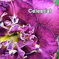 the Lily Auction - The Fun Daylily Marketplace