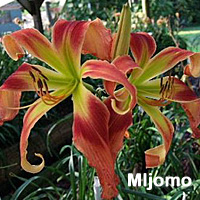 the Lily Auction - The Fun Daylily Marketplace