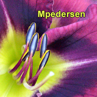 the Lily Auction - The Fun Daylily Marketplace