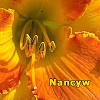 Lilyページ the Lily Auction - The Fun Daylily Marketplace